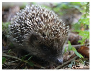 Givani.net - Animals • Животные - Hedgehog • Їжак