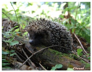 Givani.net - Animals • Животные - Hedgehog • Ежик