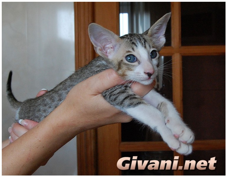 Oriental Cats • Ориентальные кошки - Oriental Kittens • Ориентальные котята - Биколорный Табби ориентальный котенок