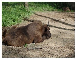 Givani.net - Animals • Животные - Aurochs • Зубр лежит