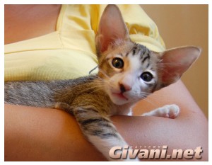 Oriental Cats • Ориентальные кошки - Oriental Kittens • Ориентальные котята - 100