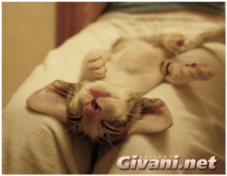 Oriental Cats • Ориентальные кошки - Oriental Kittens • Ориентальные котята - 065