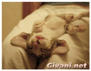 Oriental Cats • Ориентальные кошки - Oriental Kittens • Ориентальные котята - 065