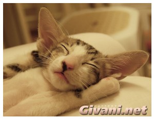 Oriental Cats • Ориентальные кошки - Oriental Kittens • Ориентальные котята - 069