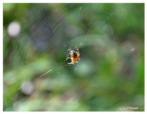 Givani.net - Animals • Животные - Spider • Паук