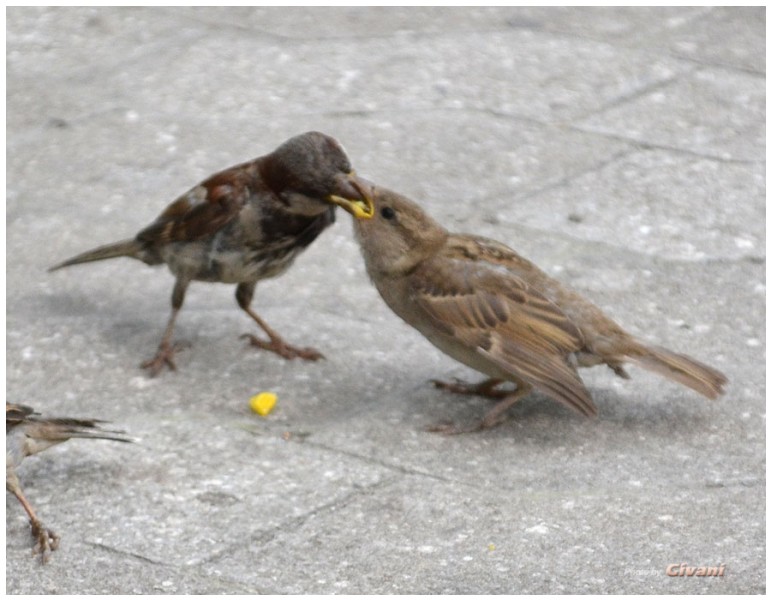 Givani.net - Birds Photo • Фото птиц - Sparrow feeds • Воробьи
