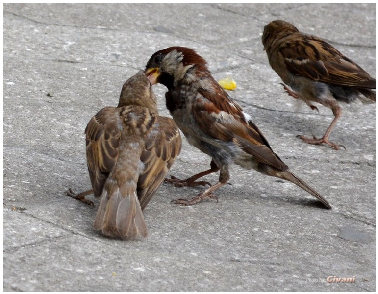 Givani.net - Birds Photo • Фото птиц - Sparrow feeds • Воробей кормит