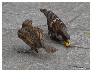 Givani.net - Birds Photo • Фото птиц - Sparrow • Воробьи