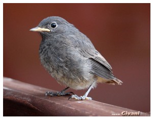 Givani.net - Birds Photo • Фото птиц - Small Bird • Желторотик
