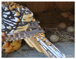 Givani.net - Birds Photo • Фото птиц - Pheasant & eggs • Фазан с яйцами