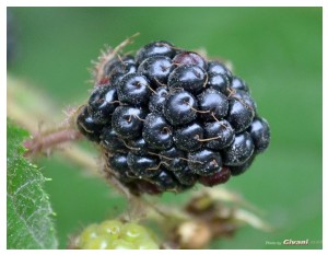 Givani.net - Plants • Растения - Blackberry