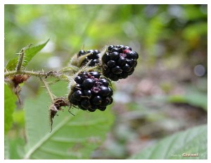 Givani.net - Plants • Растения - Blackberry • Ежевика