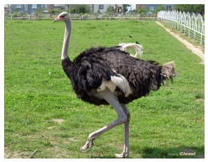 Givani.net - Birds Photo • Фото птиц - Ostrich • Страус самец
