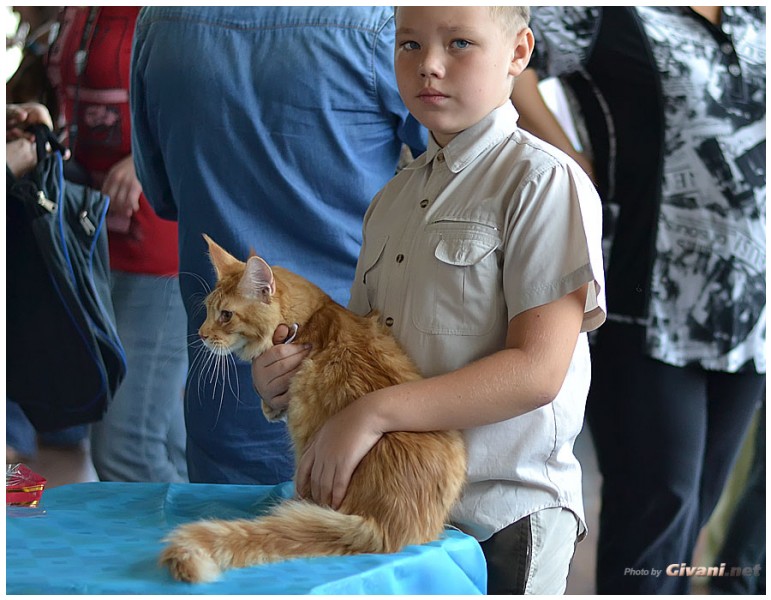 Cats Shows Photo • Выставки кошек - September, 2012 • Кубок Hill's • Донецк - 015