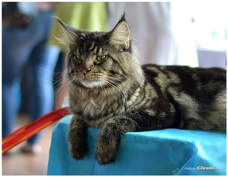 Cats Shows Photo • Выставки кошек - September, 2012 • Кубок Hill's • Донецк - 029