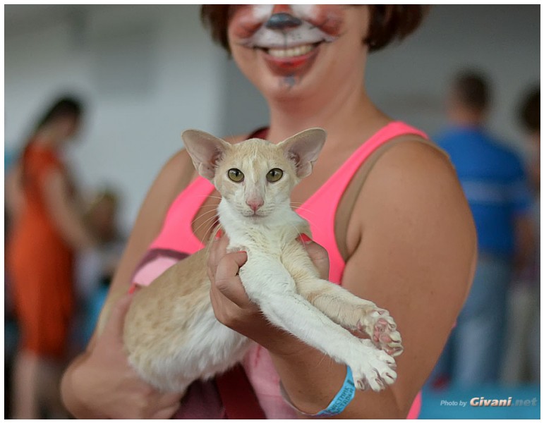 Cats Shows Photo • Выставки кошек - September, 2012 • Кубок Hill's • Донецк - 046