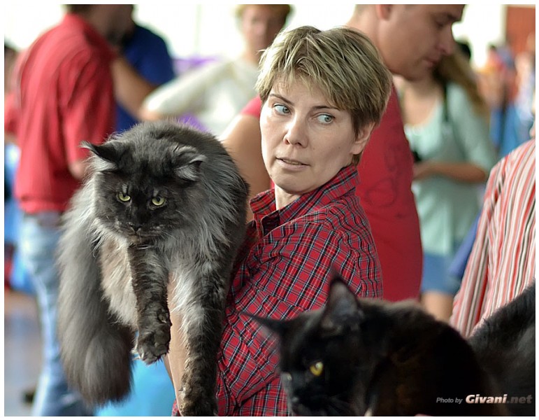 Cats Shows Photo • Выставки кошек - September, 2012 • Кубок Hill's • Донецк - 039