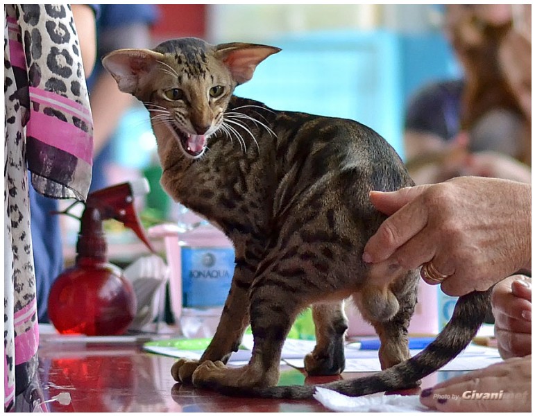 Cats Shows Photo • Выставки кошек - September, 2012 • Кубок Hill's • Донецк - 023