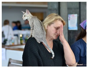 Cats Shows Photo • Выставки кошек - September, 2012 • Кубок Hill's • Донецк - 053