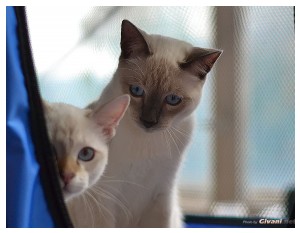 Cats Shows Photo • Выставки кошек - September, 2012 • Кубок Hill's • Донецк - 028