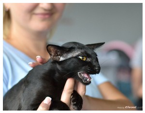 Cats Shows Photo • Выставки кошек - September, 2012 • Кубок Hill's • Донецк - 036