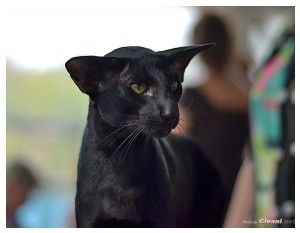 Cats Shows Photo • Выставки кошек - September, 2012 • Кубок Hill's • Донецк - 045