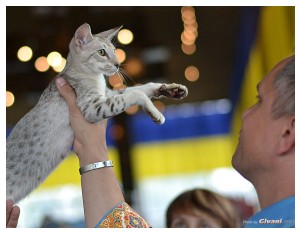 Cats Shows Photo • Выставки кошек - September, 2012 • Кубок Hill's • Донецк - 051