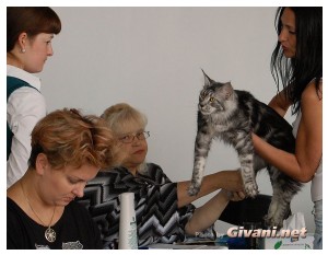 Cats Shows Photo • Выставки кошек - Cats Show • September, 2010 • Донецк - 052