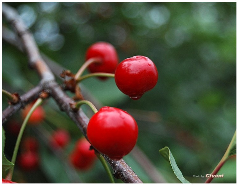 Givani.net - Plants • Растения - Cherry-Rain