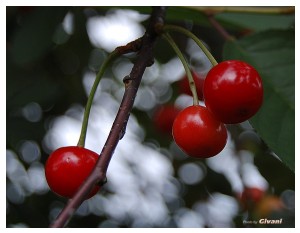 Givani.net - Plants • Растения - Cherry