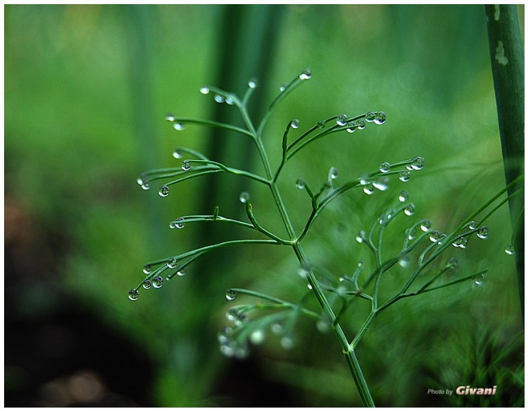 Givani.net - Plants • Растения - Dew-Green-Dill
