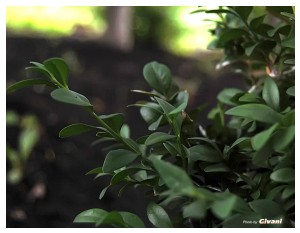 Givani.net - Plants • Растения - Green-Fresh