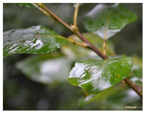 Givani.net - Plants • Растения - Rain Green