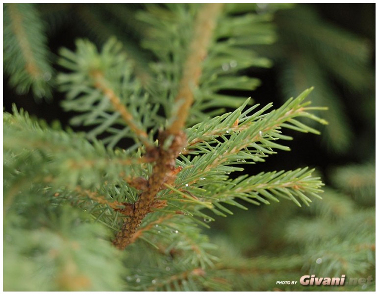 Givani.net - Plants • Растения - Spruce after rain