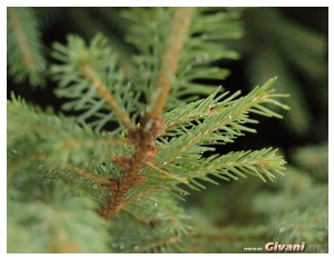 Givani.net - Plants • Растения - Spruce after rain