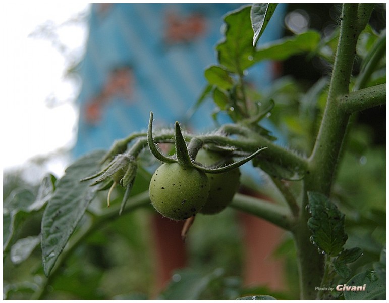 Givani.net - Plants • Растения - Green Tomato • Зеленый помидор