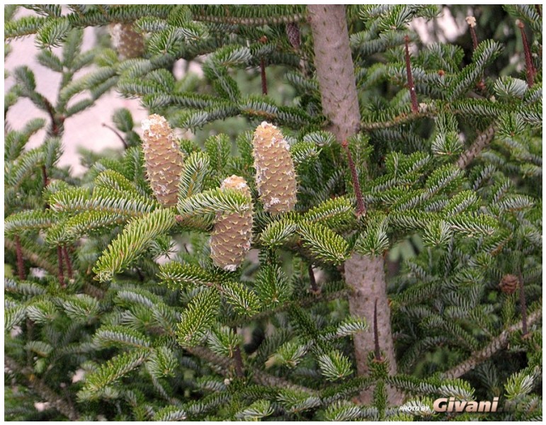 Givani.net - Plants • Растения - Spruce with cones