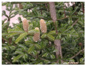 Givani.net - Plants • Растения - Spruce with cones