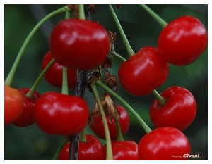 Givani.net - Plants • Растения - Cherries • Вишни