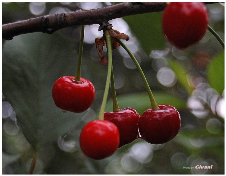 Givani.net - Plants • Растения - Cherry-Dew