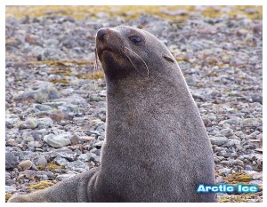 Givani.net - Animals • Животные - Seal • Морской котик