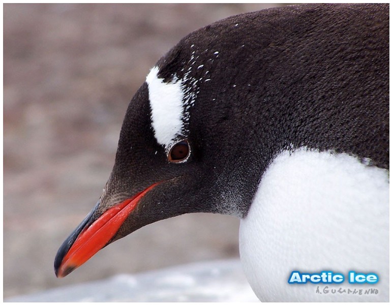 Givani.net - Birds Photo • Фото птиц - Arctic Penguin-3