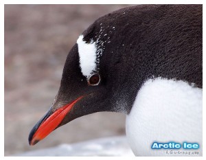 Givani.net - Birds Photo • Фото птиц - Arctic Penguin-3
