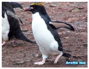 Givani.net - Birds Photo • Фото птиц - Running penguin • Бегущий пигвин