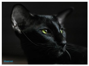 Givani.net - Wallpapers • Обои - Black Cat • Черная кошка