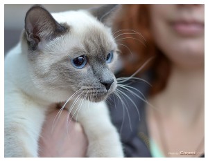 Cats Shows Photo • Выставки кошек - Cats Show • December, 2012 • Донецк - 21