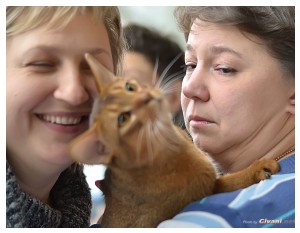 Cats Shows Photo • Выставки кошек - Cats Show • December, 2012 • Донецк - 25