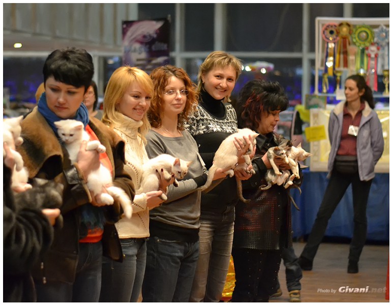 Cats Shows Photo • Выставки кошек - Cats Show • February, 2013 • Донецк - 20