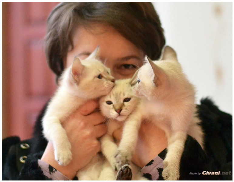 Cats Shows Photo • Выставки кошек - Cats Show • February, 2013 • Донецк - 15