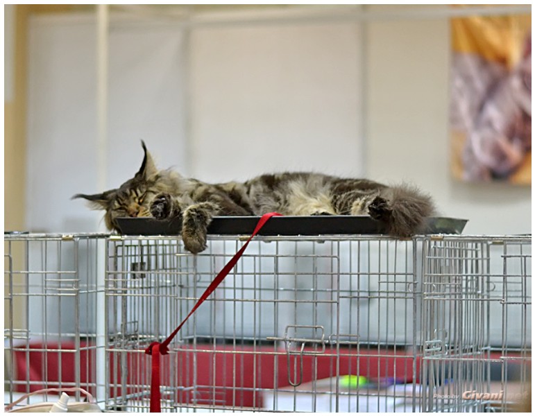 Cats Shows Photo • Выставки кошек - Cats Show • June, 2013 • Donetsk - 07